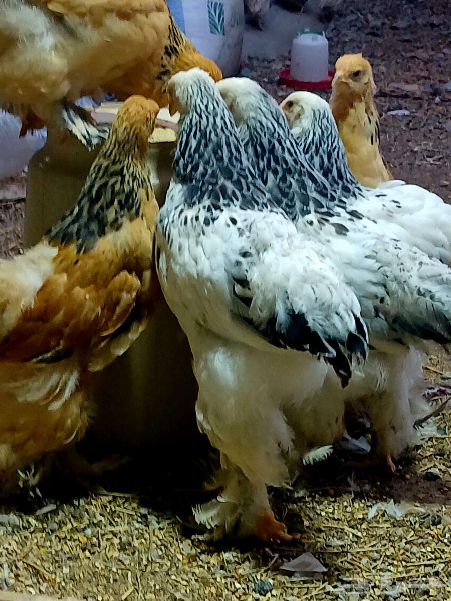 Brahma chicks, cuckoo and buff, sold at the requested price64564185053057112