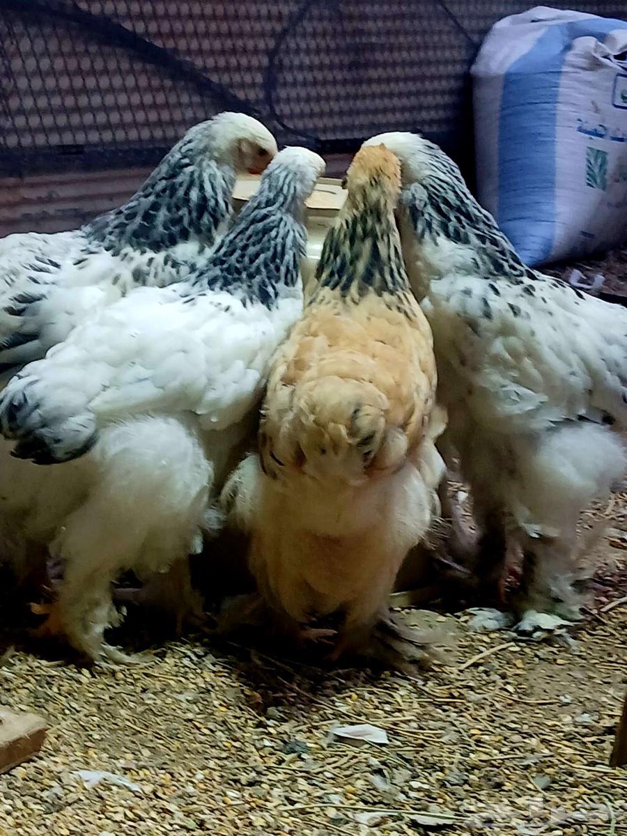 Brahma chicks, cuckoo and buff, sold at the requested price64564185053057114