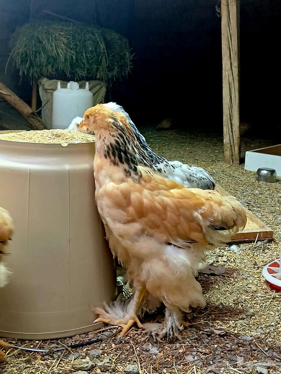 Brahma chicks, cuckoo and buff, sold at the requested price64564185053057110
