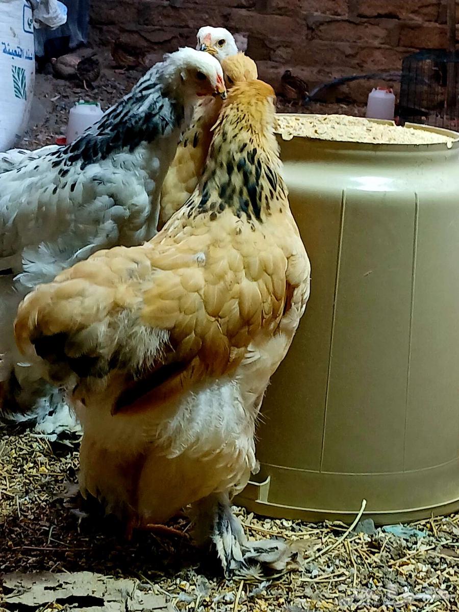 Brahma chicks, cuckoo and buff, sold at the requested price64564185053057113