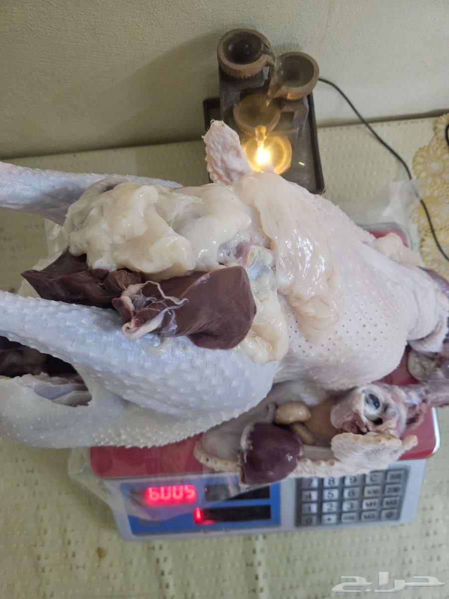 ديك رومي ذبح طازج عند الطلب64564866464642112