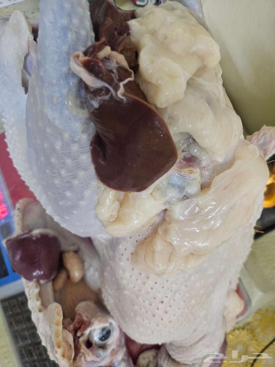 ديك رومي ذبح طازج عند الطلب64564866464642110