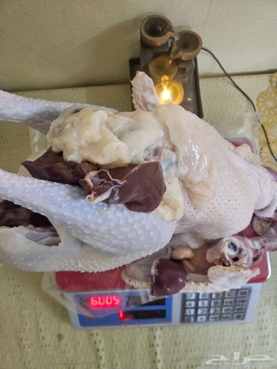 ديك رومي ذبح طازج عند الطلب64564866464642113