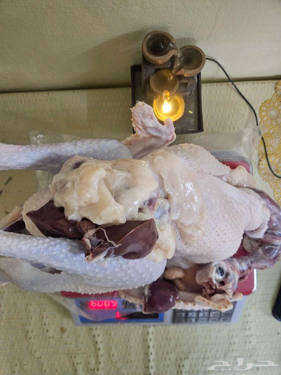 ديك رومي ذبح طازج عند الطلب64564866464642111