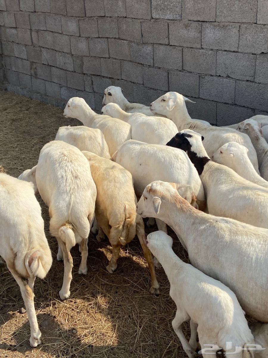 رفيديات للبيع64564963718018112