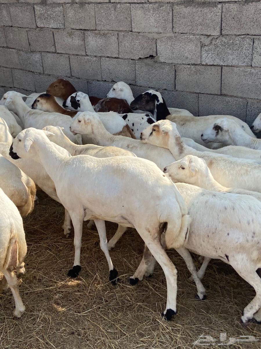 رفيديات للبيع64564963718018111