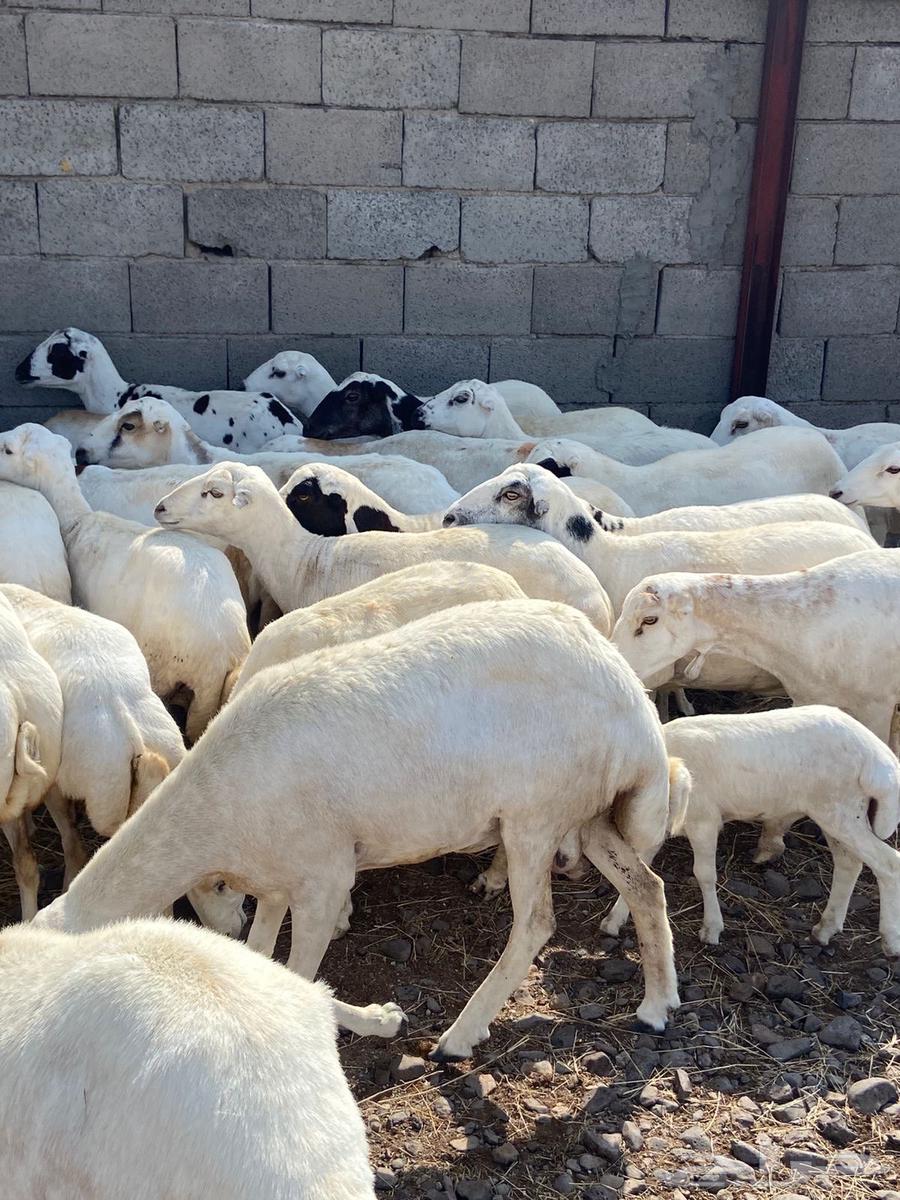 رفيديات للبيع64564963718018110