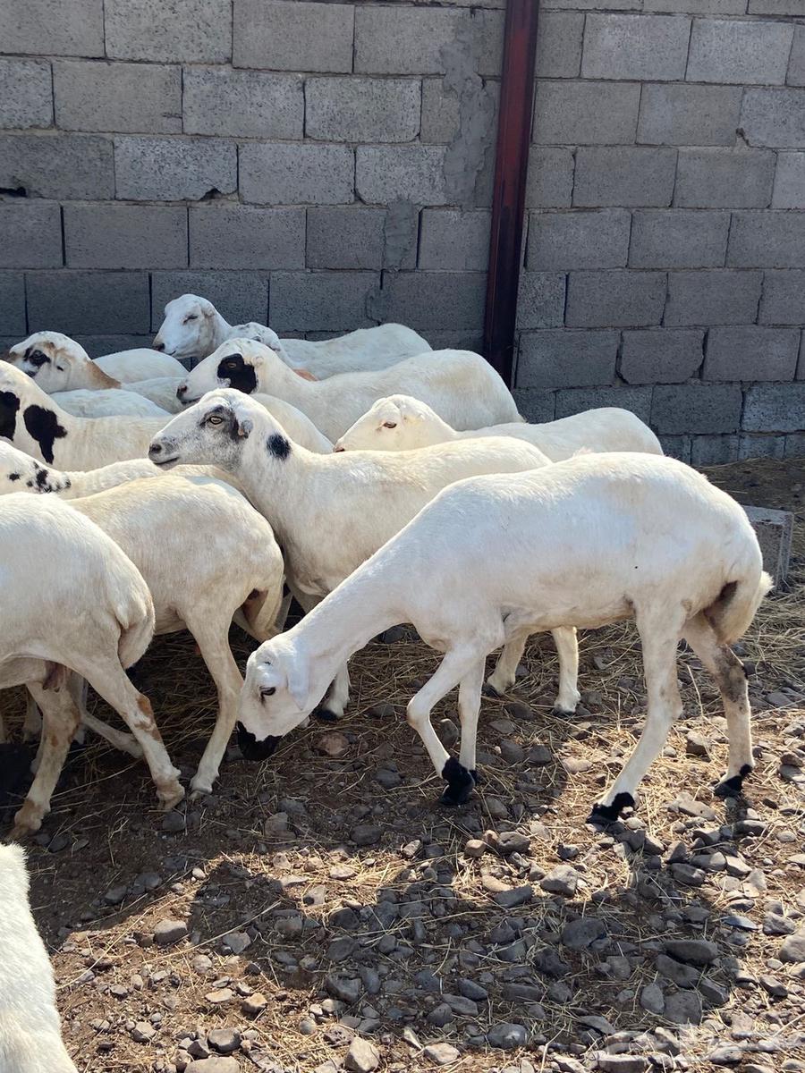 رفيديات للبيع64564963718018113