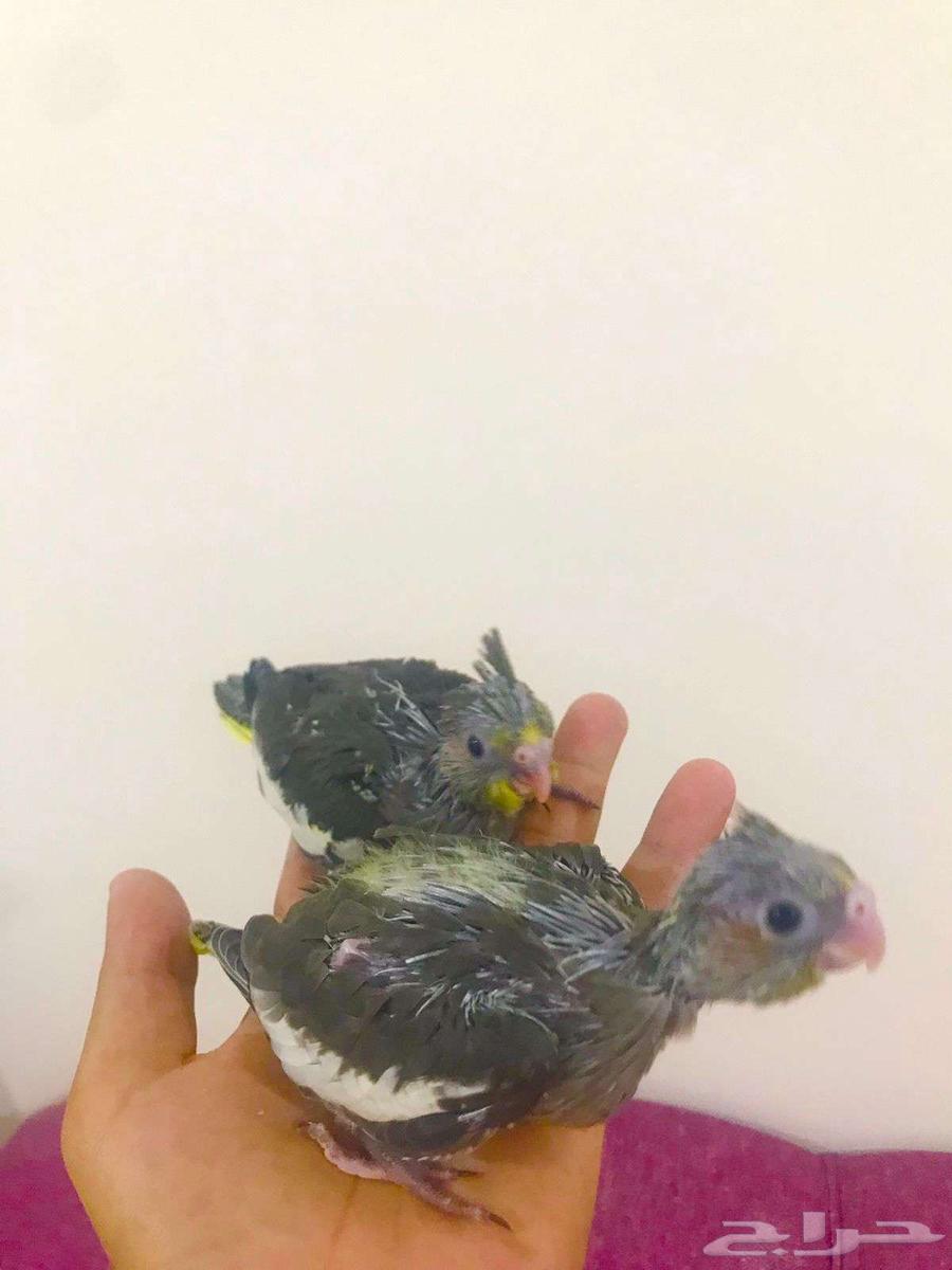 فرووخ كروان(تم البيع)64565661275521112