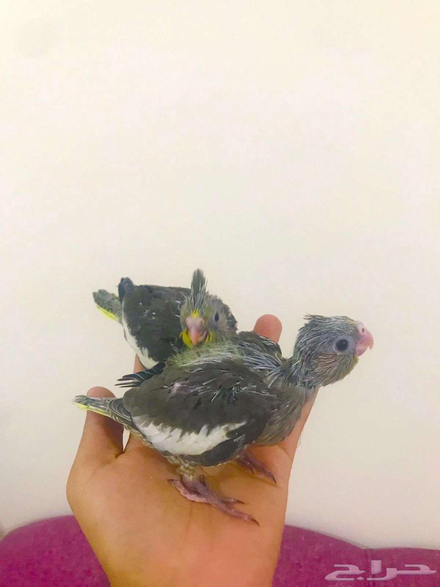 فرووخ كروان(تم البيع)64565661275521111