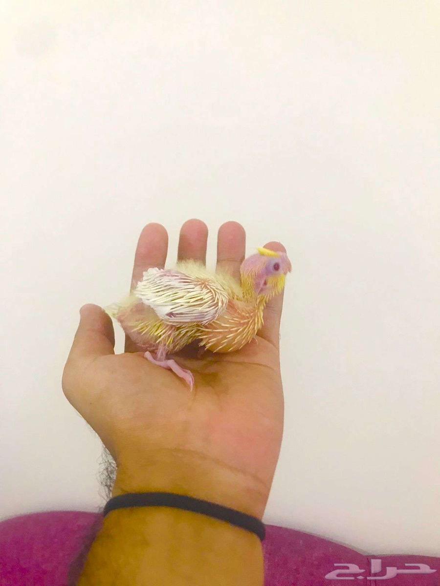 فرووخ كروان(تم البيع)64565661275521113