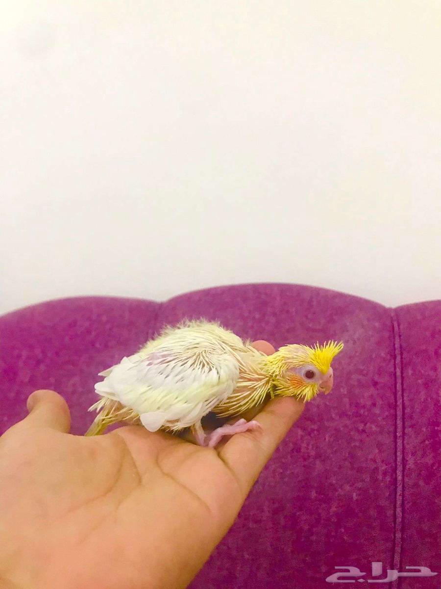 فرووخ كروان(تم البيع)64565661275521110