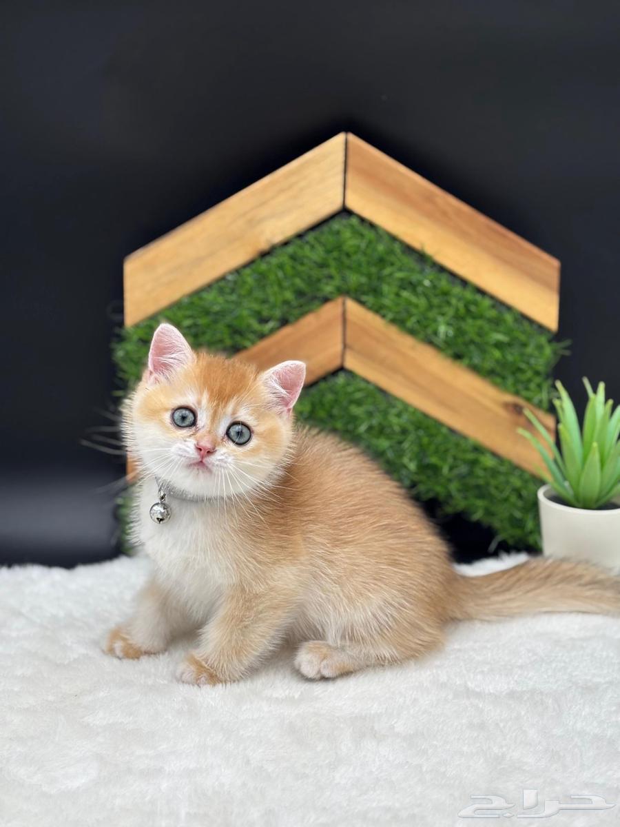 High-quality imported kittens, imported parents, symbolic price64565870277889113