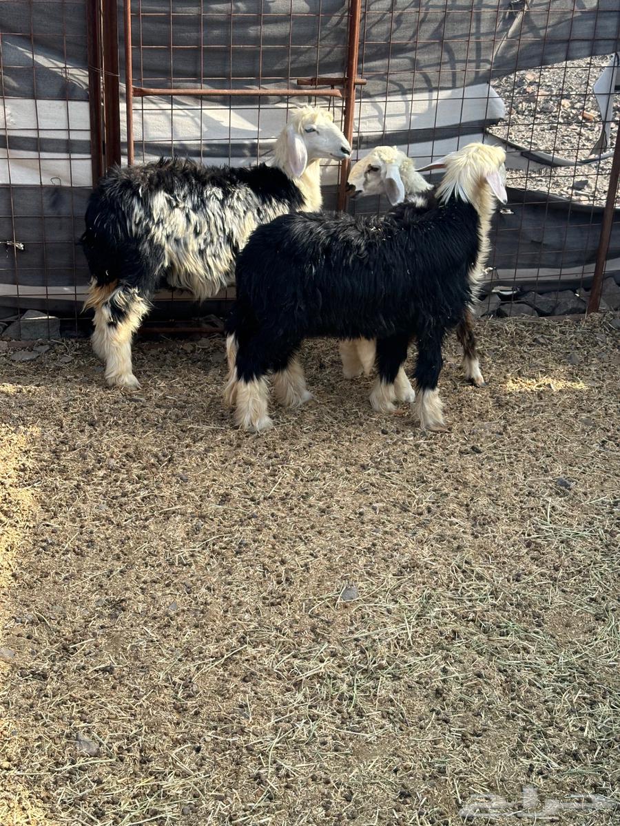 رخال للبيع64566244829315110