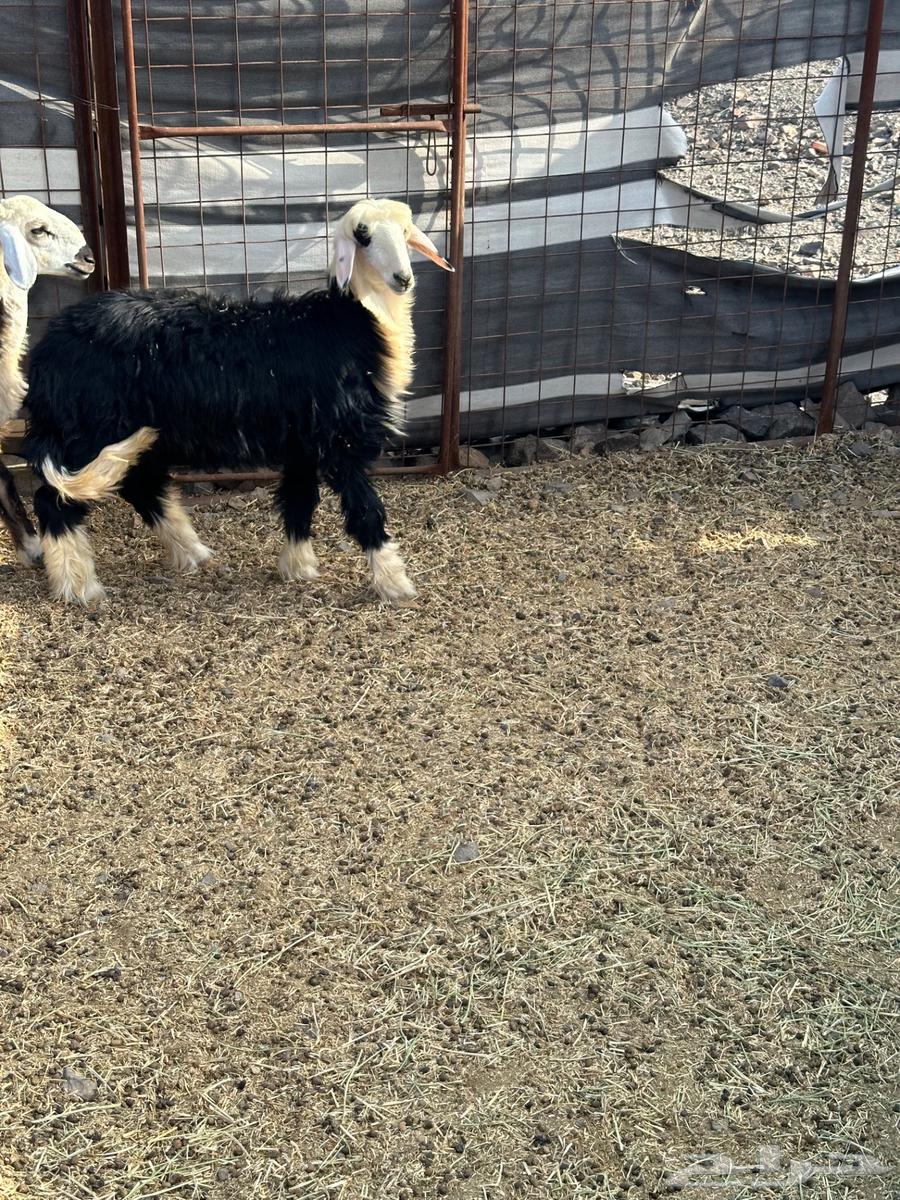 رخال للبيع64566244829315111