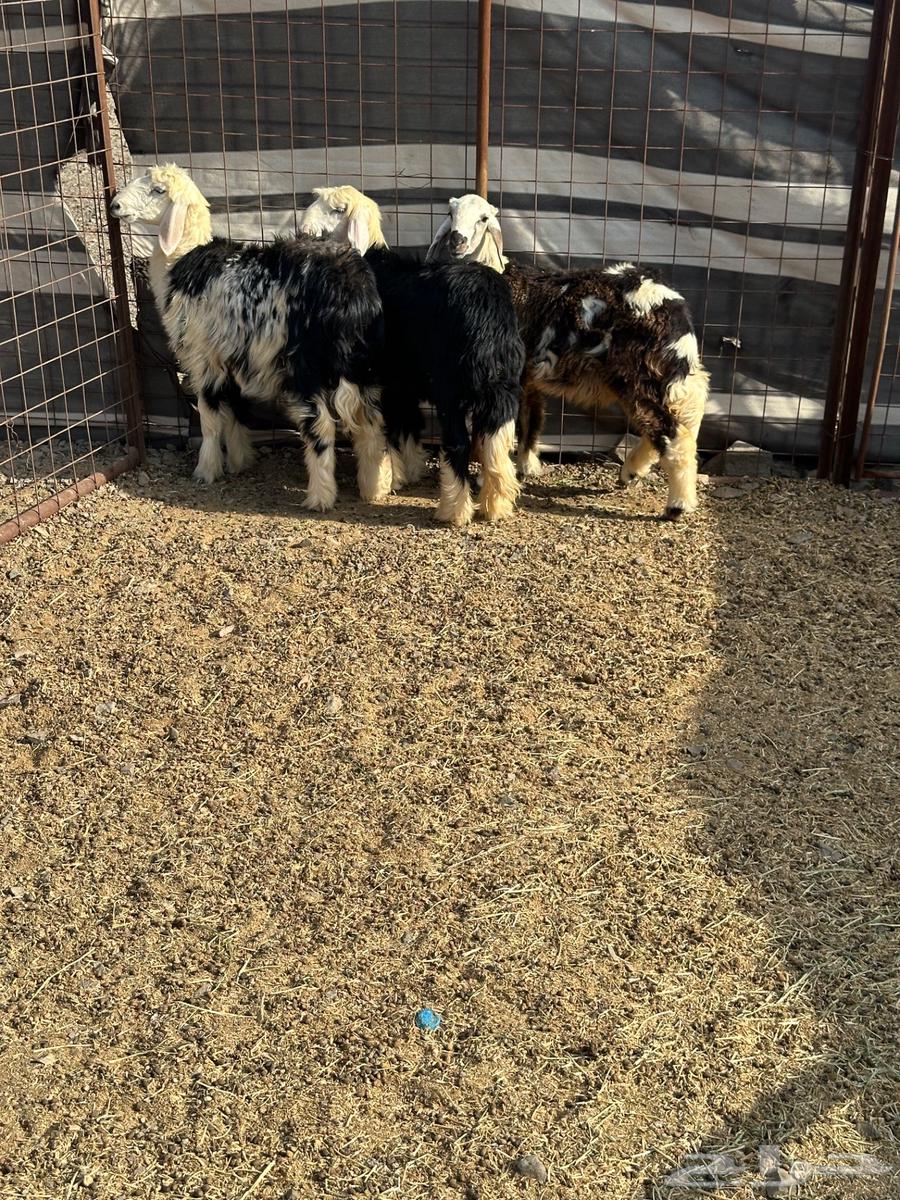 رخال للبيع64566244829315112