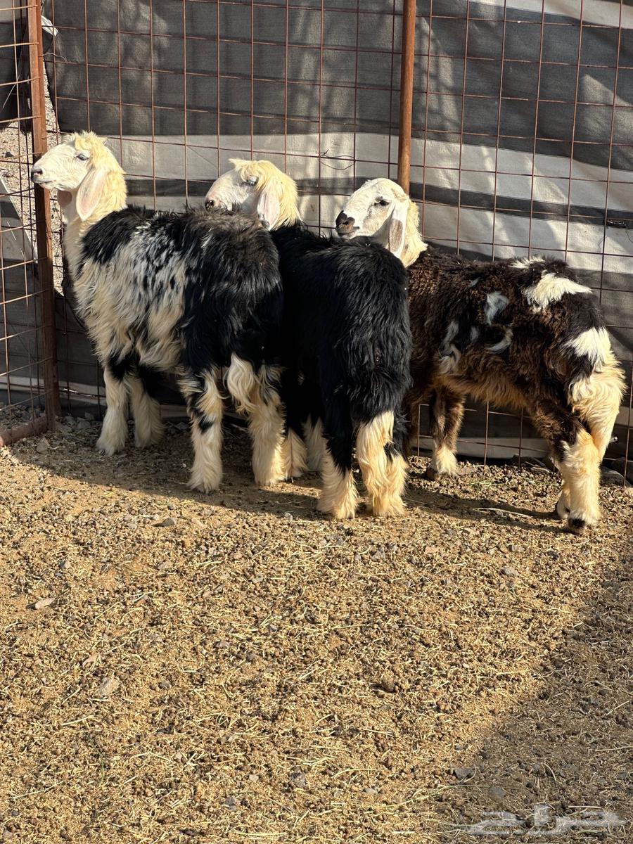 رخال للبيع64566244829315113