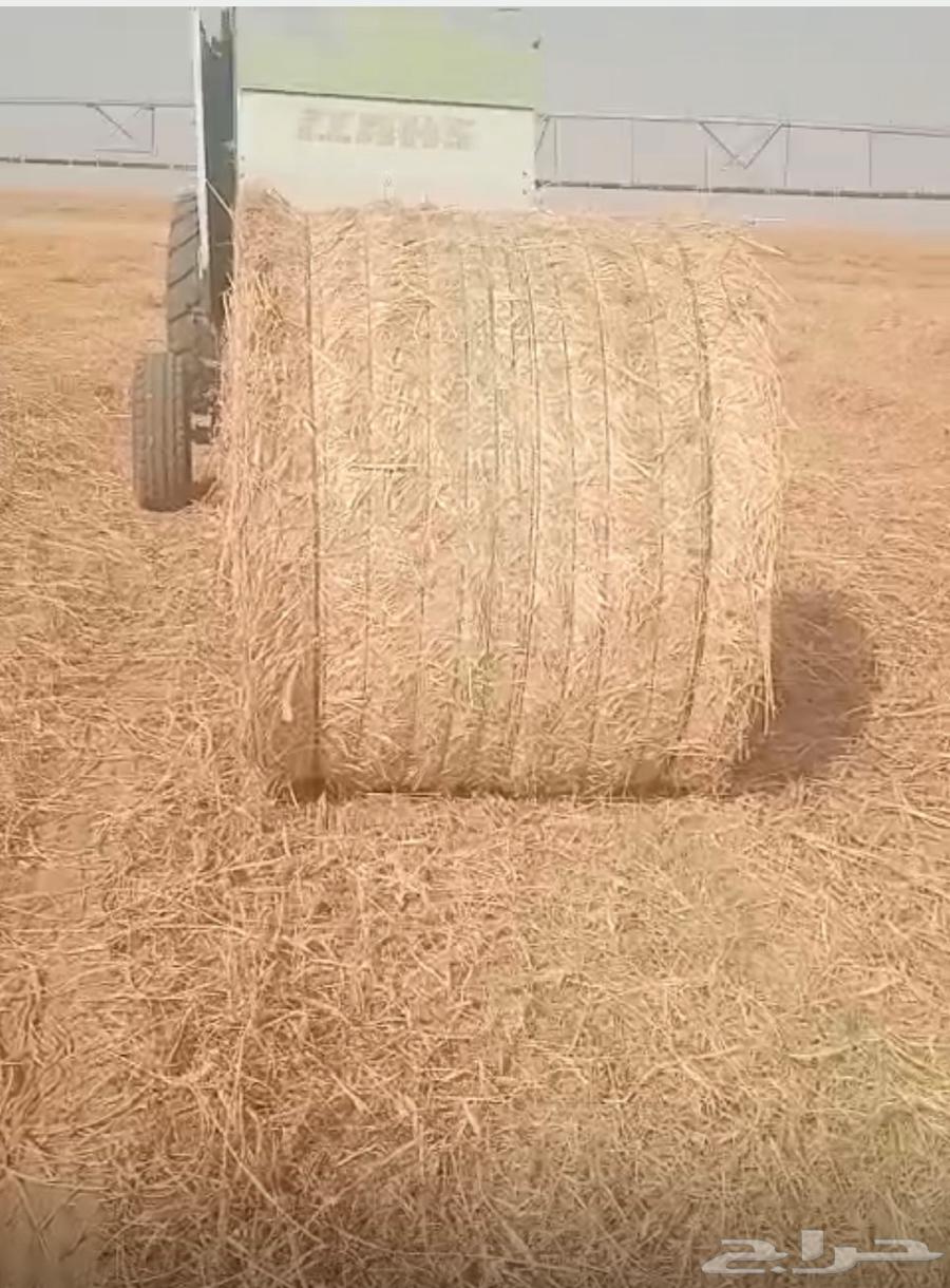 ذره جيزانيه للبيع64565103171459110