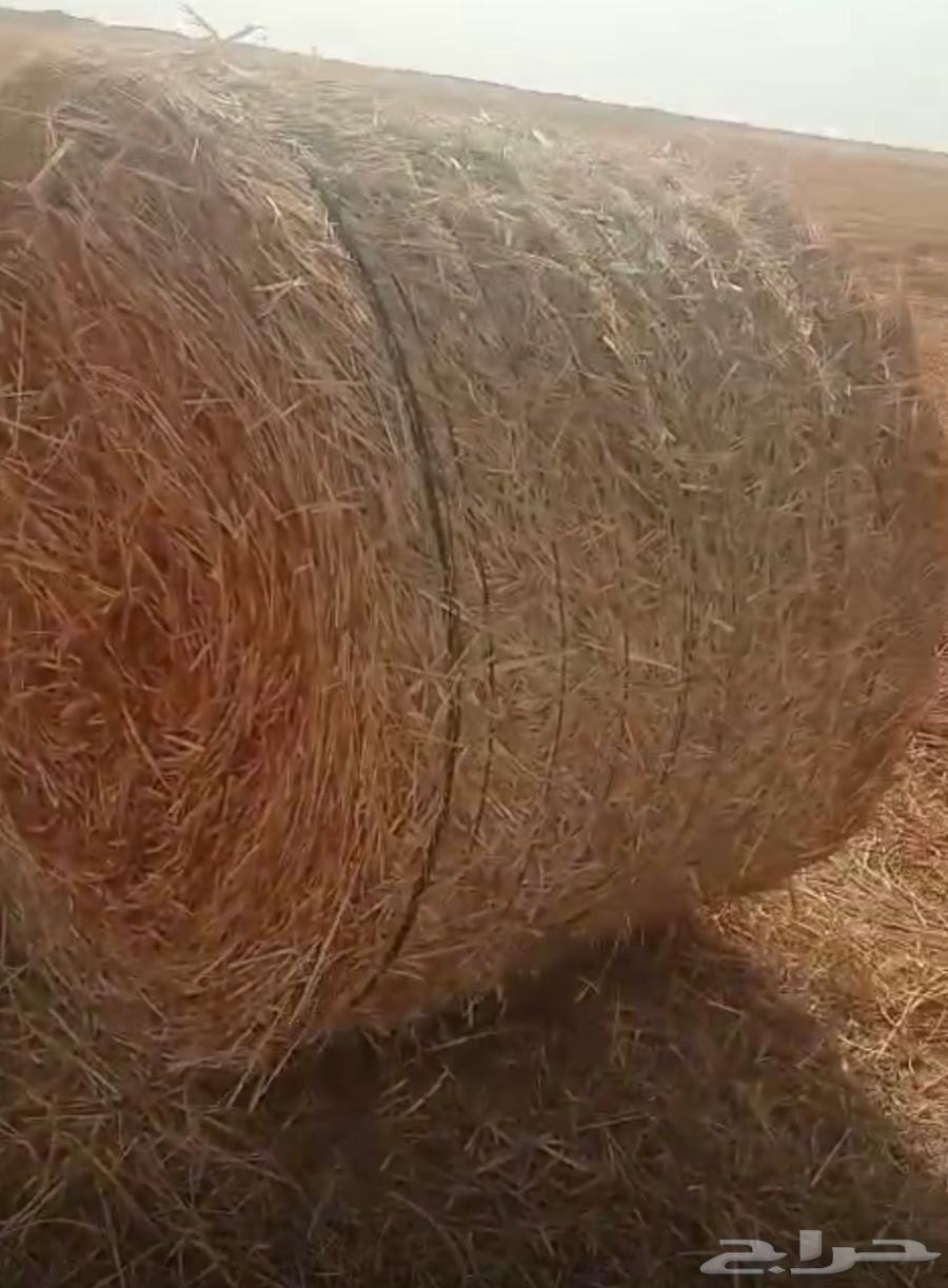 ذره جيزانيه للبيع64565103171459111