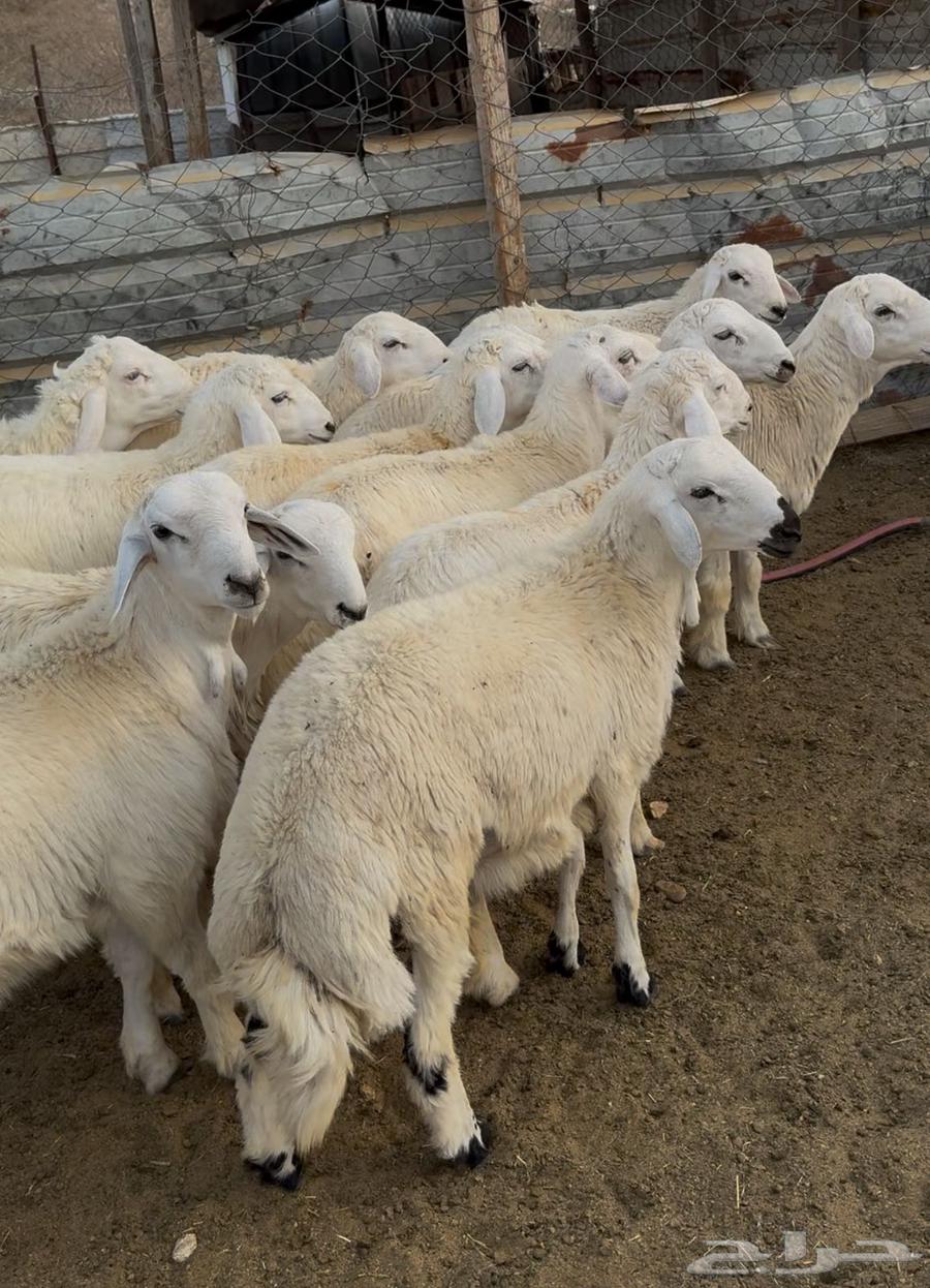 ذبايح طليان حري سواكن مع التوصيل64564894154114111