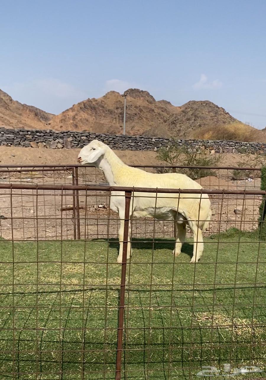 طليان مشاريع فحول صنف فاخره64566008700931111