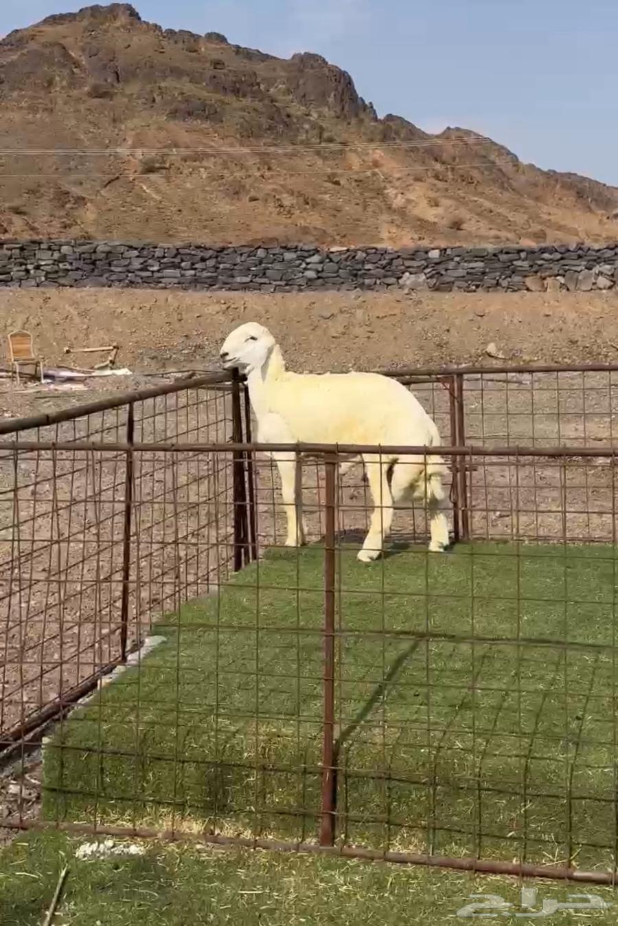 طليان مشاريع فحول صنف فاخره64566008700931114