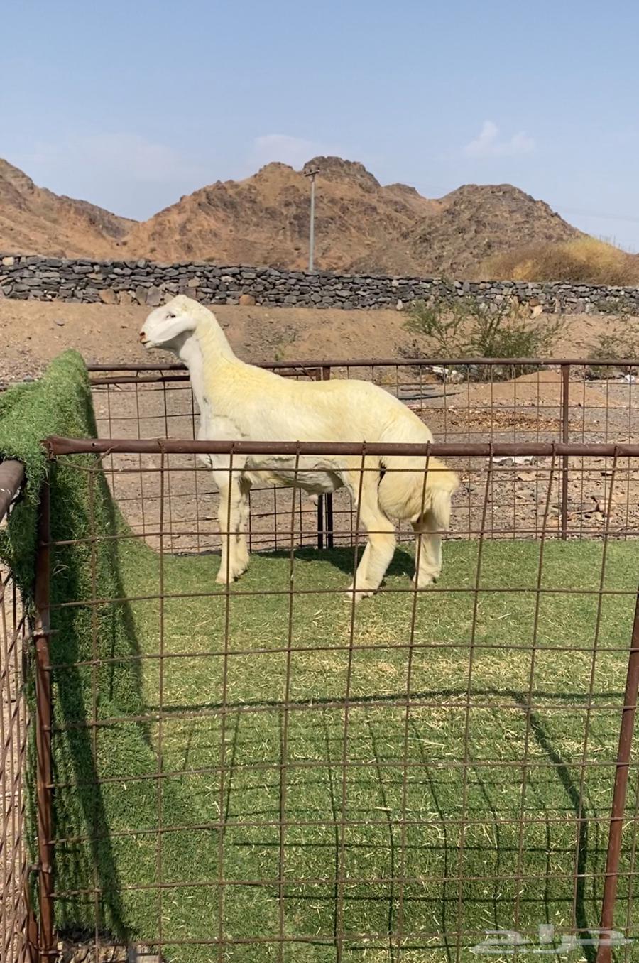 طليان مشاريع فحول صنف فاخره64566008700931110