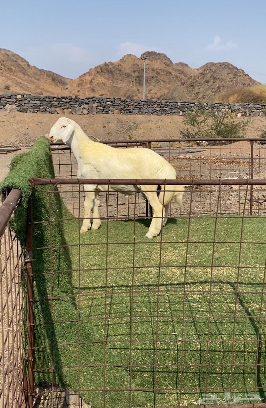 طليان مشاريع فحول صنف فاخره64566008700931112