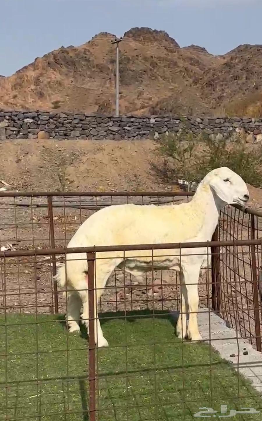 طليان مشاريع فحول صنف فاخره64566008700931113