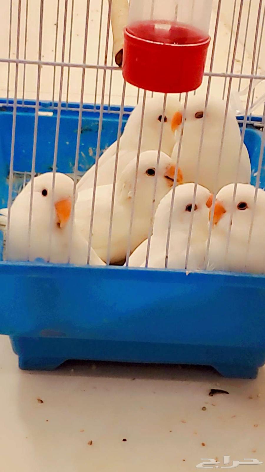 فرخ روز فروخ روز البينو أبيض قطن تم البيع64568715178498110