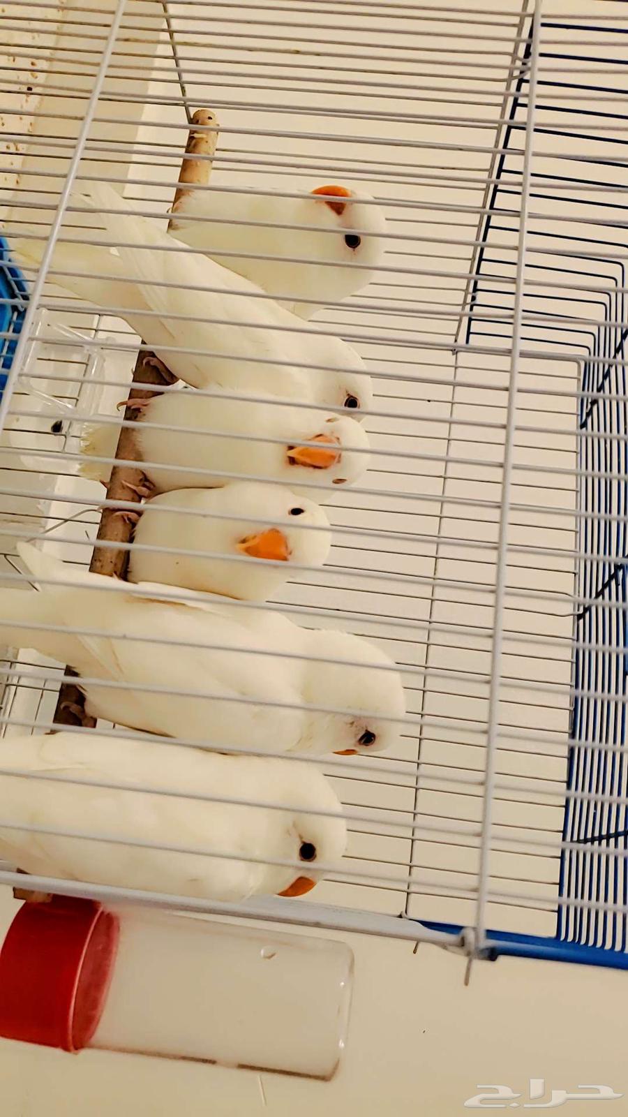 فرخ روز فروخ روز البينو أبيض قطن تم البيع64568715178498111