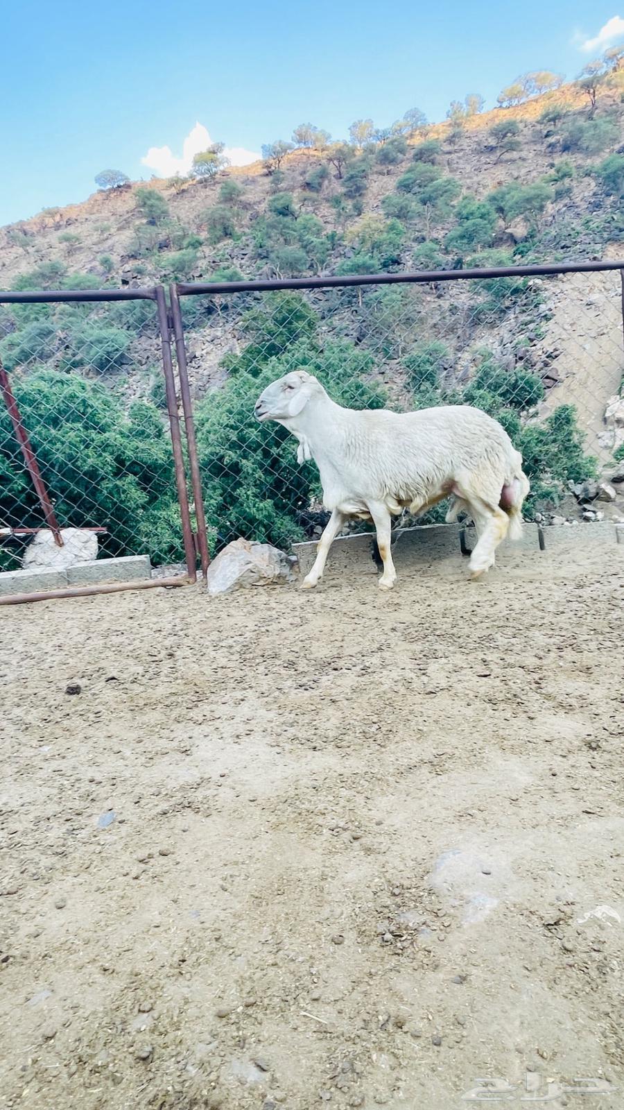 فحل للبيع64568906937347110