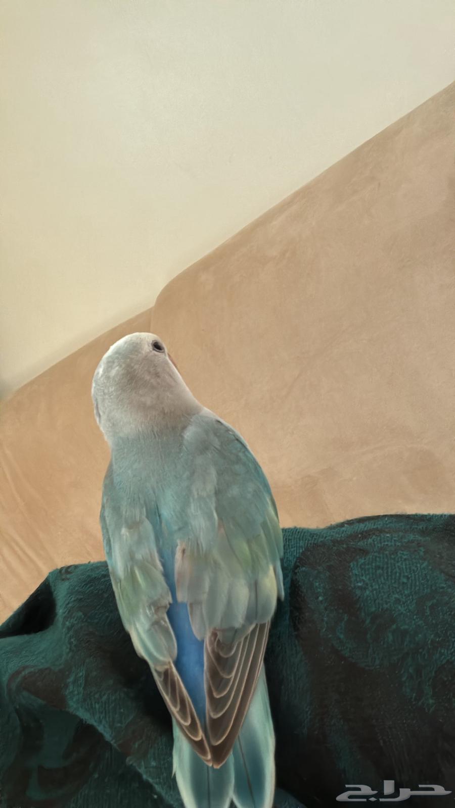 عصفور روز عمره شهر وأسبوع64589614920321110