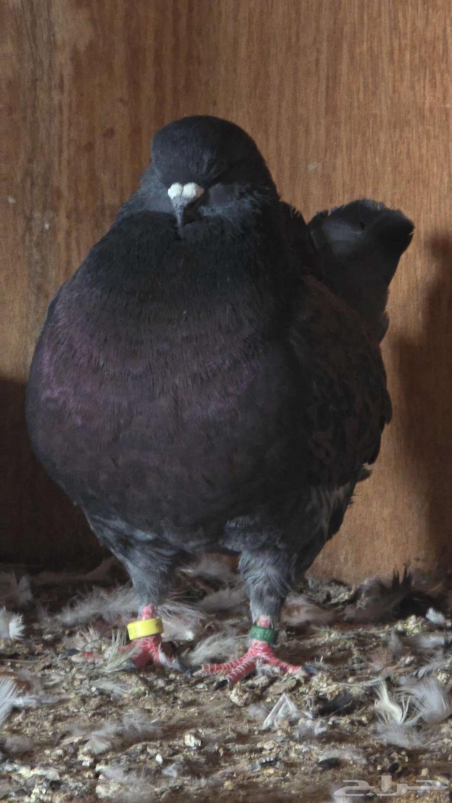 Modina 8 Pieces with Beautiful Shapes and Colors64548800449283111