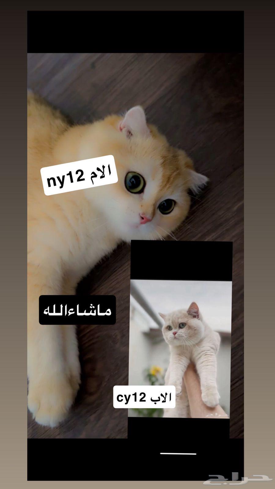 قطط سكوتش مسجله تم البيع64565494380930112