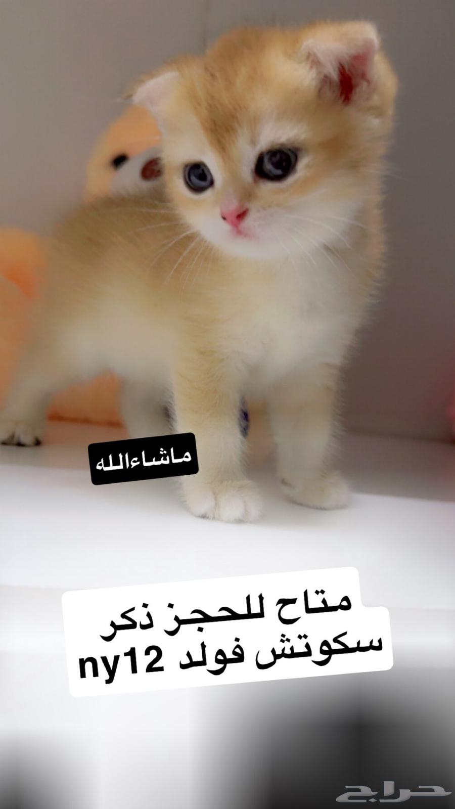 قطط سكوتش مسجله تم البيع64565494380930110