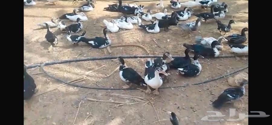 Muskovy Duck Hero Bird64565005913347113