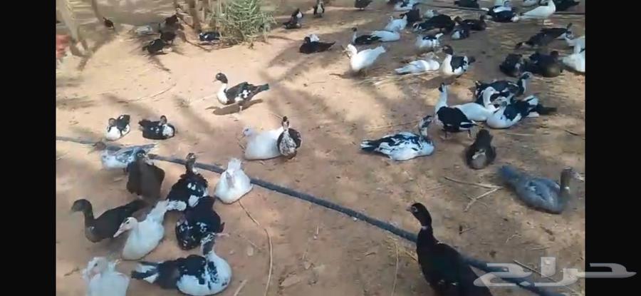 Muskovy Duck Hero Bird64565005913347111