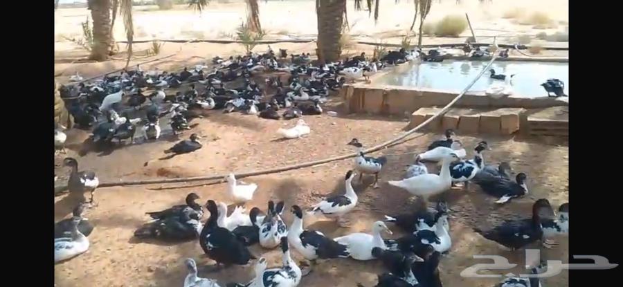 Muskovy Duck Hero Bird64565005913347112