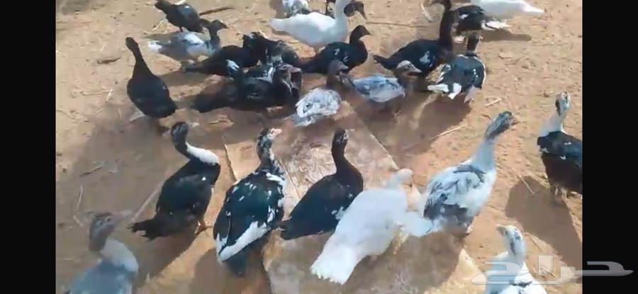 Muskovy Duck Hero Bird64565005913347110