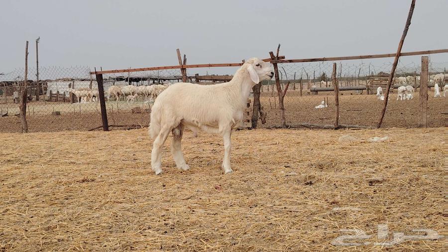 مشروع فحل تم للبيع64569589939330110