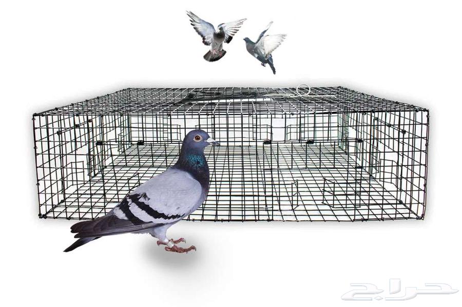 مصيدة حديدية للحمام64569454334979110
