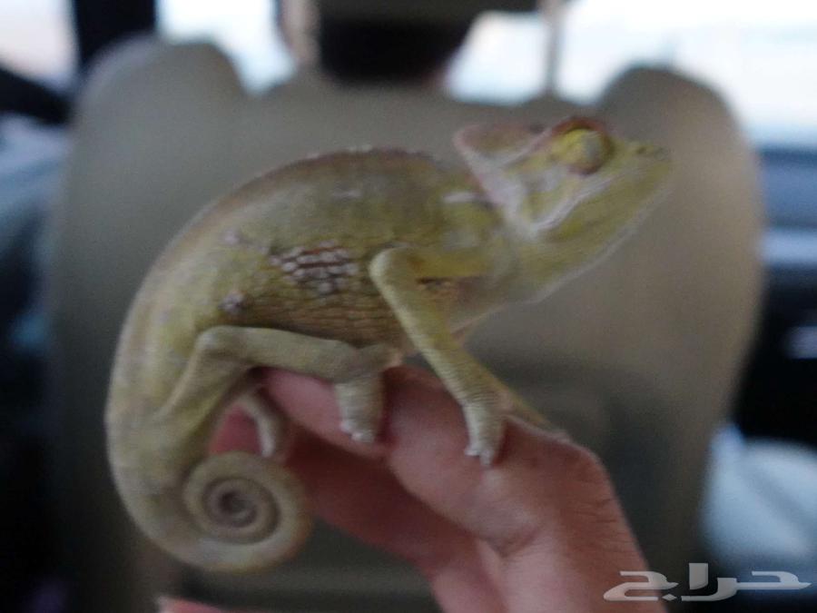 حرباء للبيع السريع باقل الاسعار بالسوق سليمه الحمد لله64567739057410110