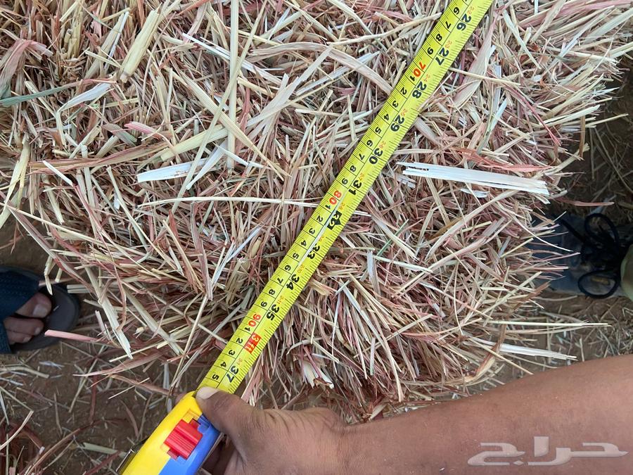 علف ذره جيزانيه حمراء64568454080642113