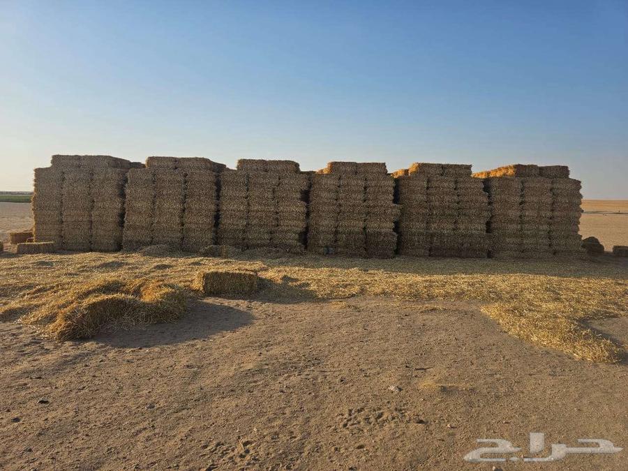 تبن شعير شد كلاس 85-90 للبيع في قرية العليا64572054683523111