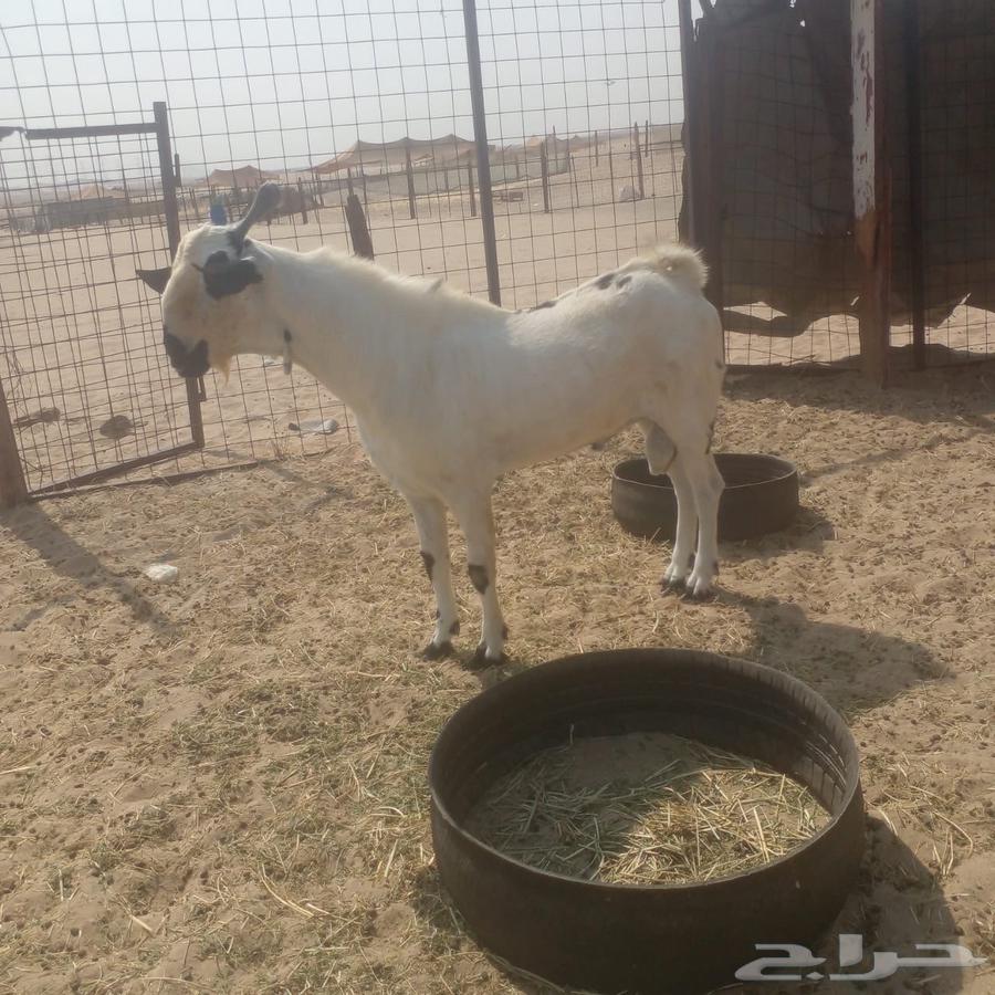 فحل ثني صنف الصنف من حلال ابو ربيع64571078940546110