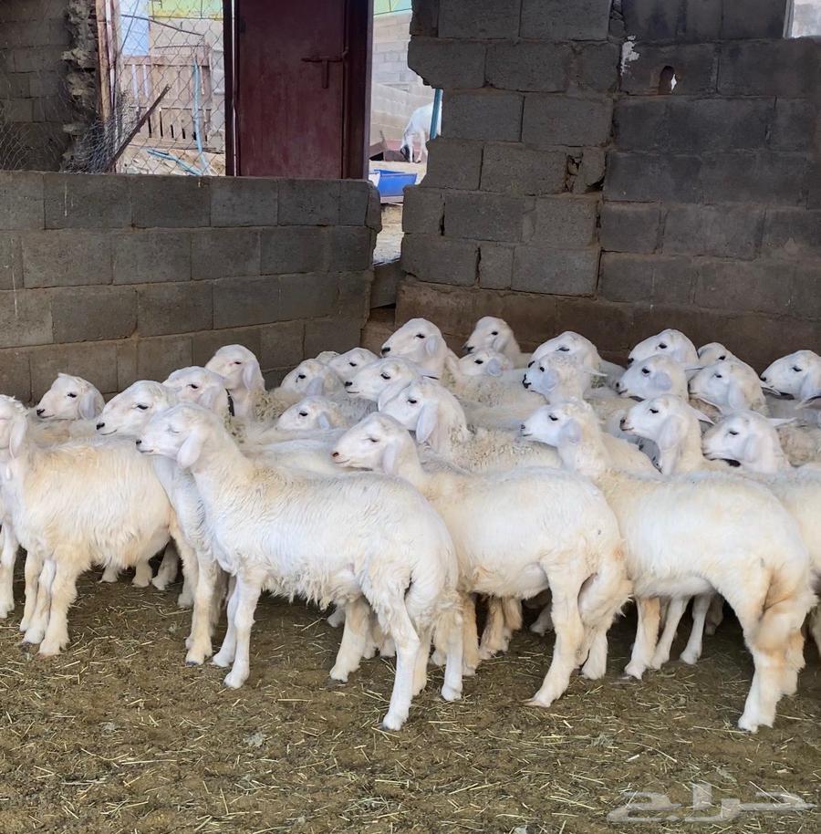 30 healthy sheep and rams for sale64570846238211110
