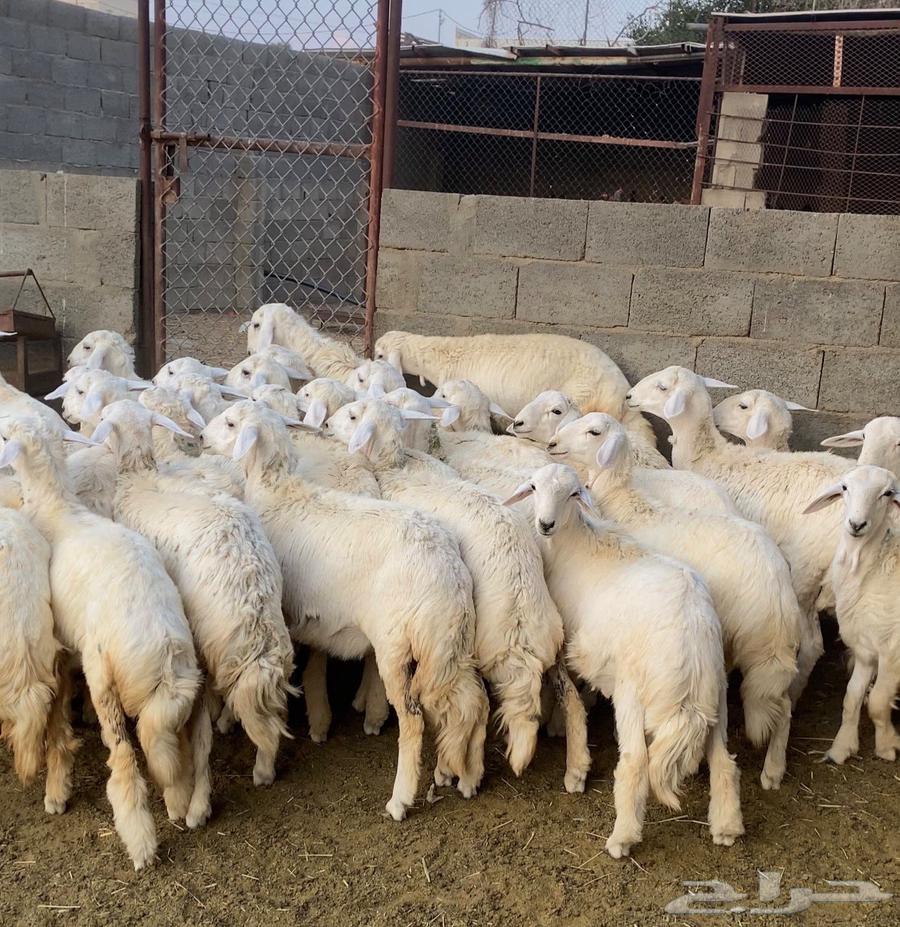 30 healthy sheep and rams for sale64570846238211112