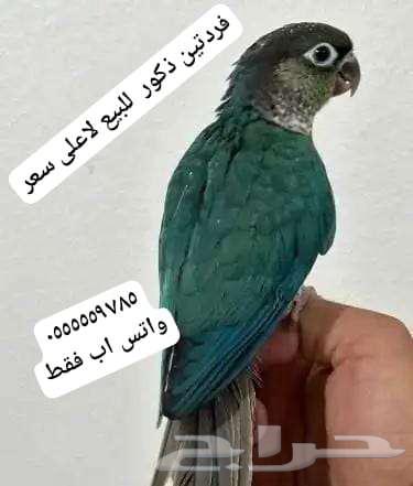 فردات ببغاء طيور كونيور ماشاء الله للبيع64578923461762110