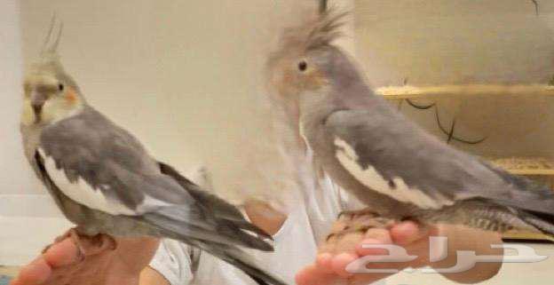 A pair of tame crows64576882651779112